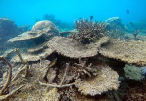 coralli morti