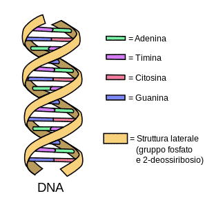 catena DNA