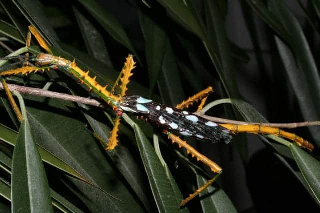  Achrioptera maroloko