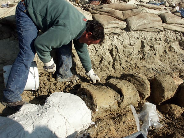 fossile di balena a Matera
